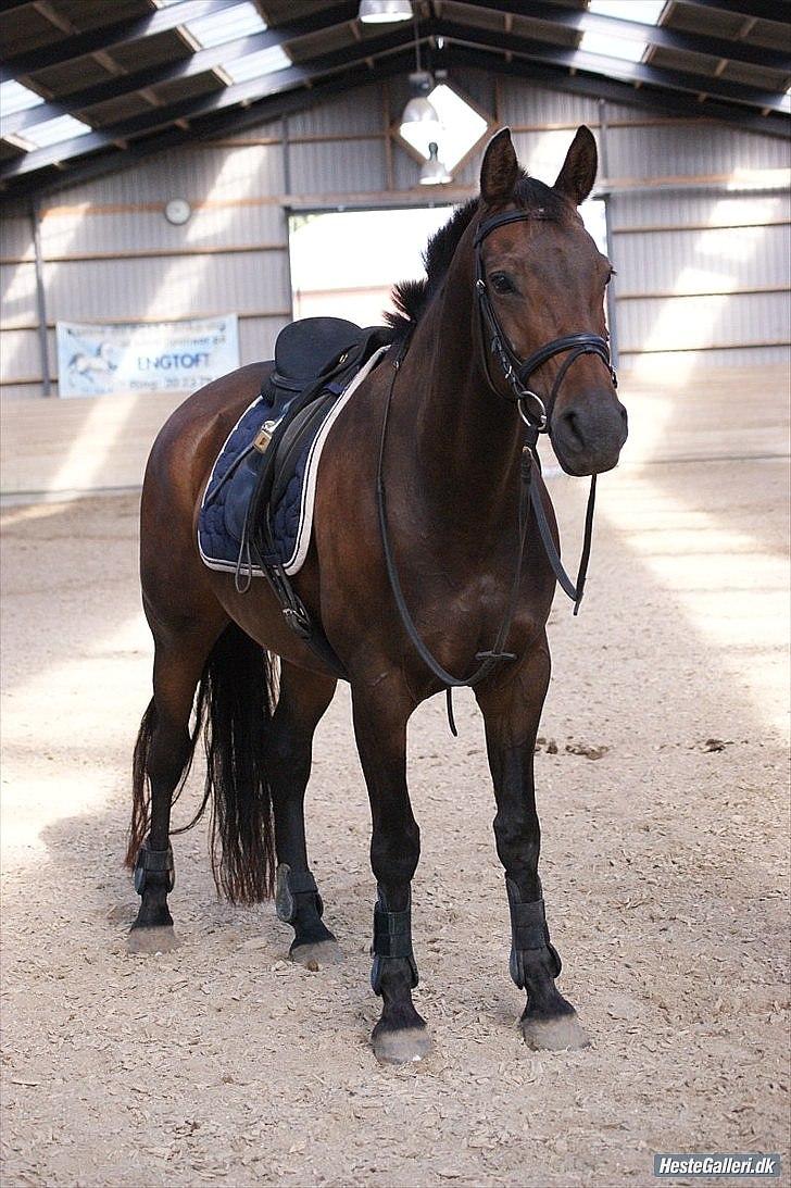 Holstener Magic billede 1