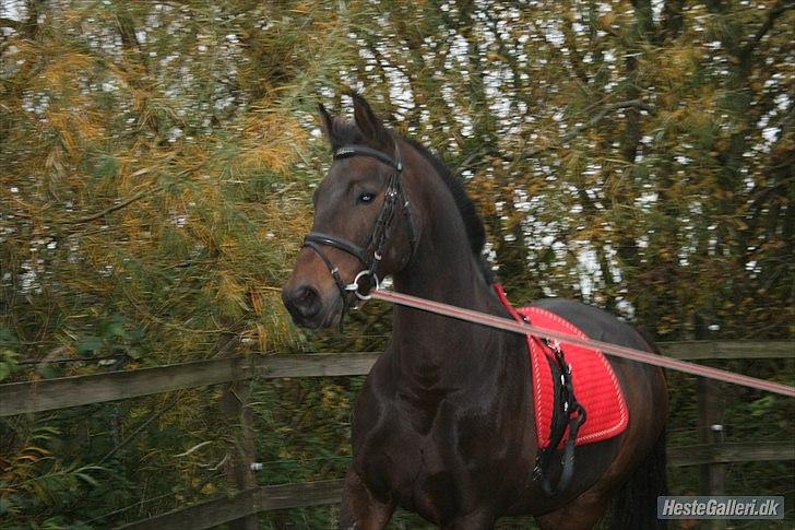 Holstener Magic billede 2