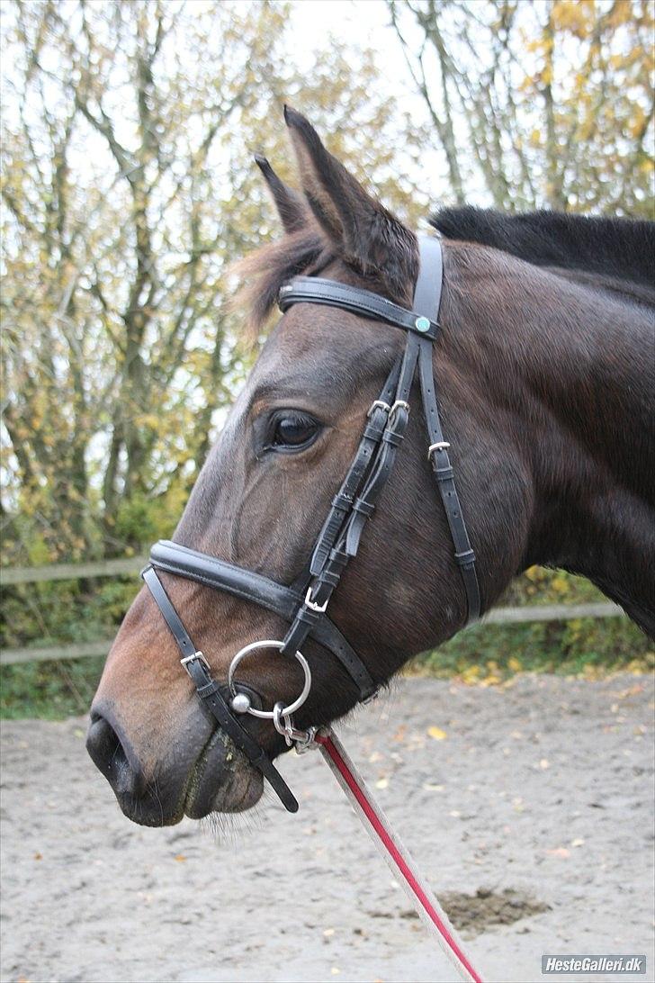 Holstener Magic billede 3