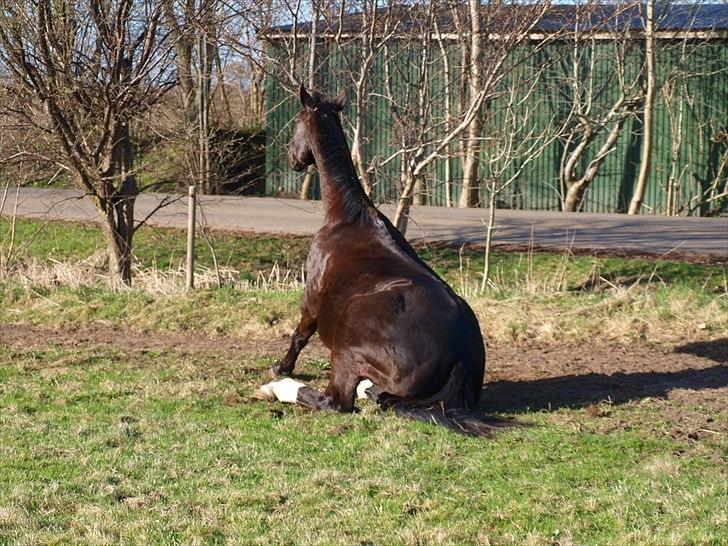 Anden særlig race †Charlie Brown R.I.P† - Efter en dejlig rulletur billede 20