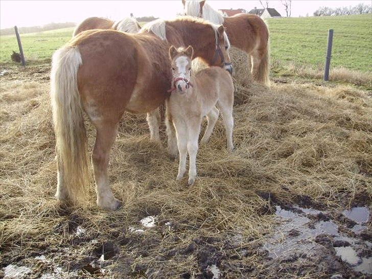 Haflinger Firefly Lindegaard solgt billede 7