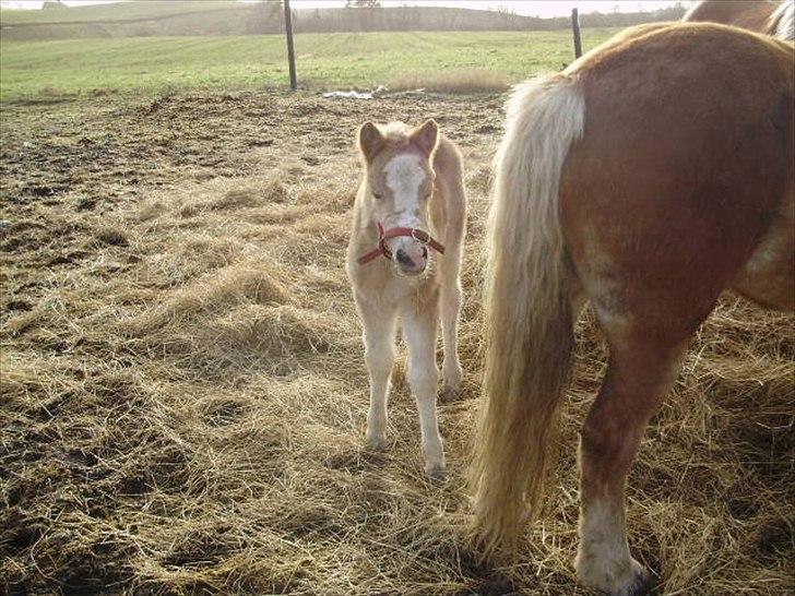 Haflinger Firefly Lindegaard solgt billede 8