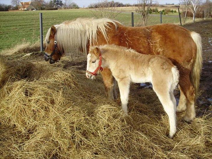 Haflinger Firefly Lindegaard solgt billede 9