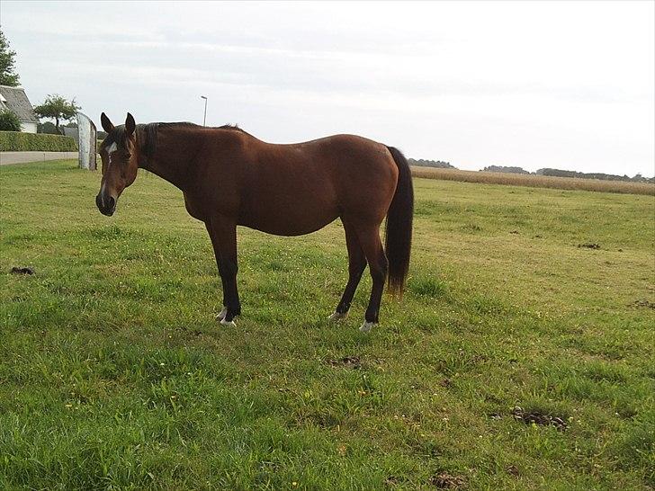 Anden særlig race Regitze billede 7