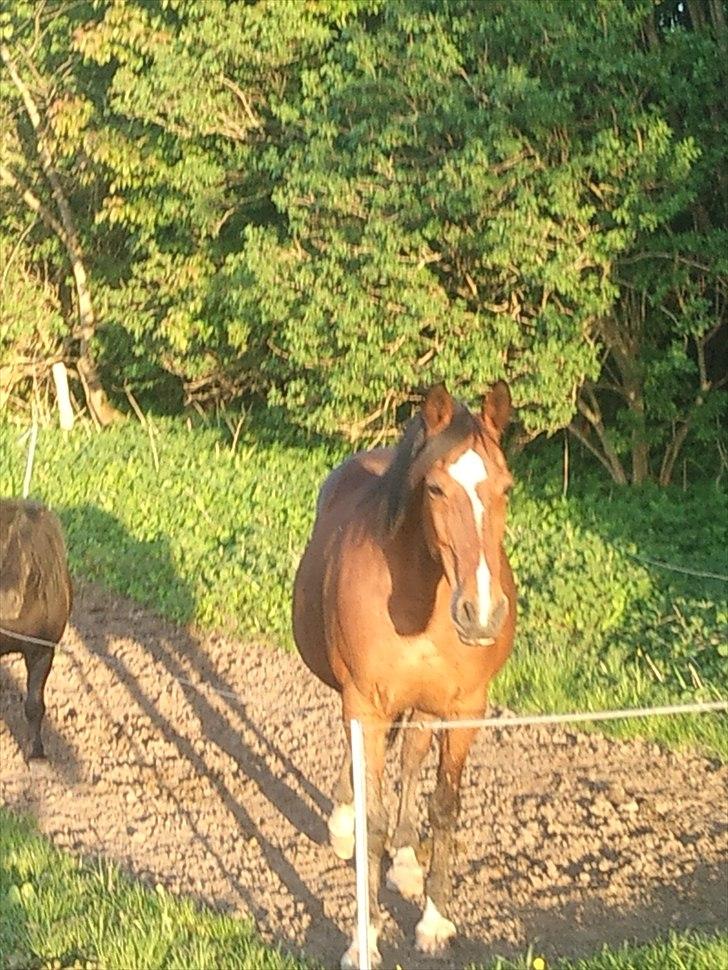 Anden særlig race Regitze billede 6