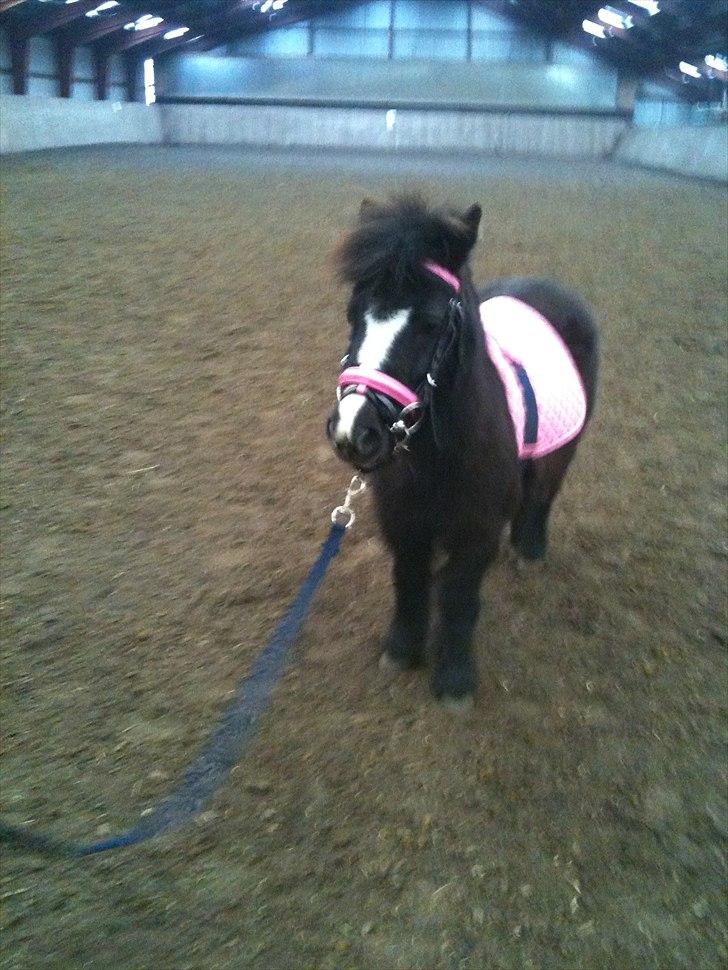 Shetlænder Bella - Første gang med hovedtøj på og underlag på... billede 6