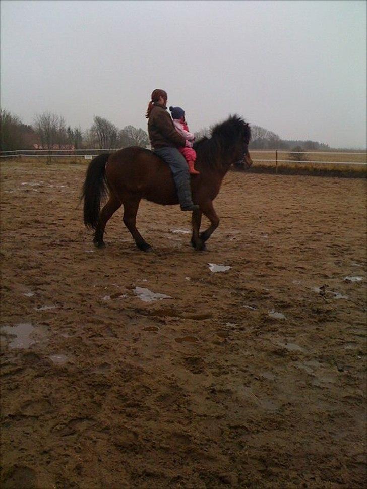 Islænder Sleipnir billede 10