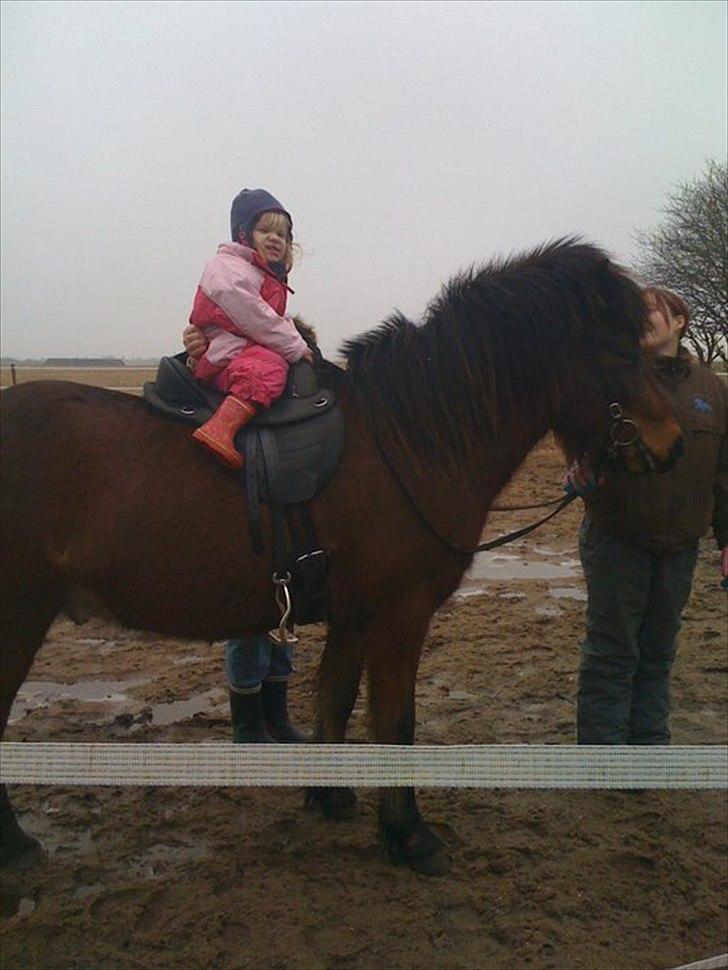 Islænder Sleipnir billede 11