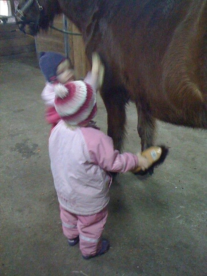 Islænder Sleipnir billede 12