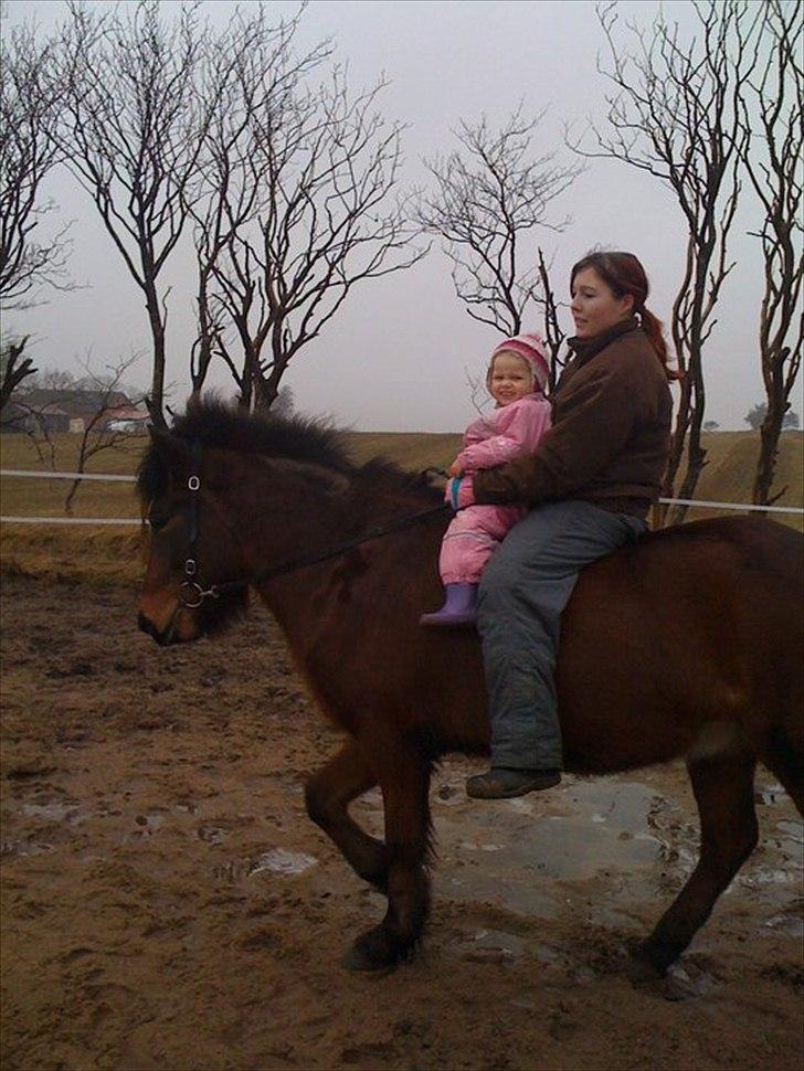 Islænder Sleipnir billede 13