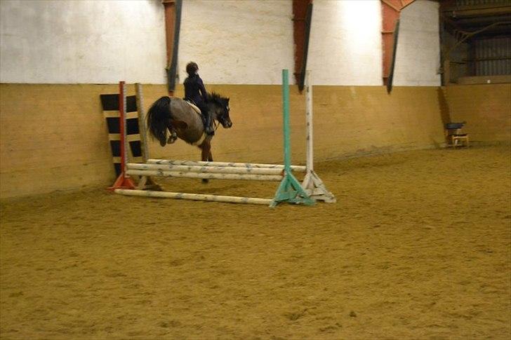 Anden særlig race pontus - den var lidt farlig billede 4