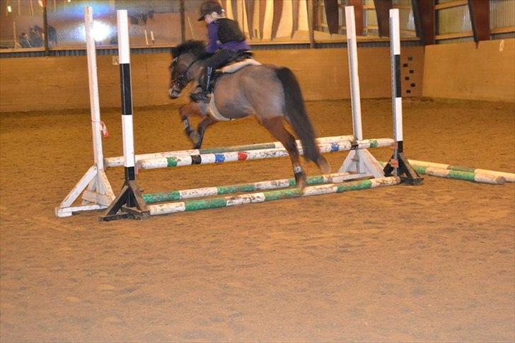 Anden særlig race pontus billede 5