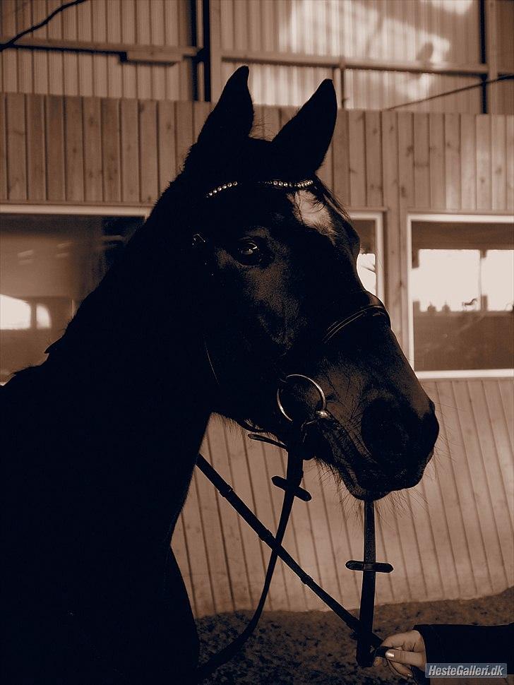 Trakehner Cleopatra billede 1