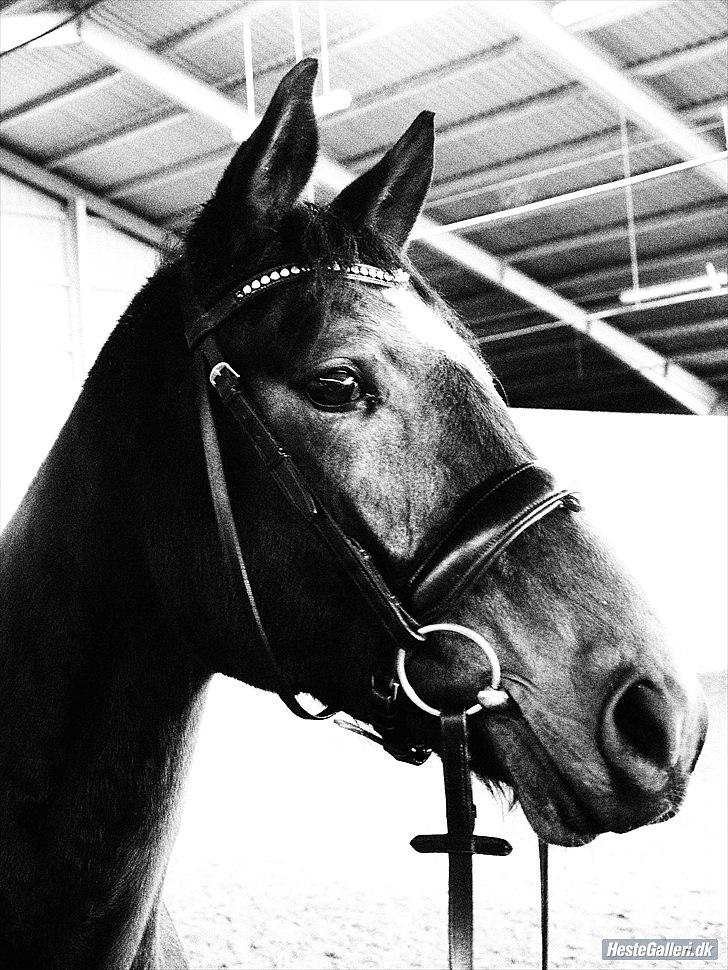 Trakehner Cleopatra billede 2