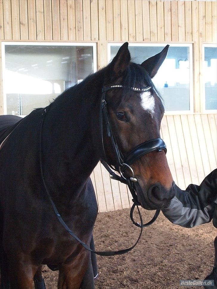 Trakehner Cleopatra billede 3