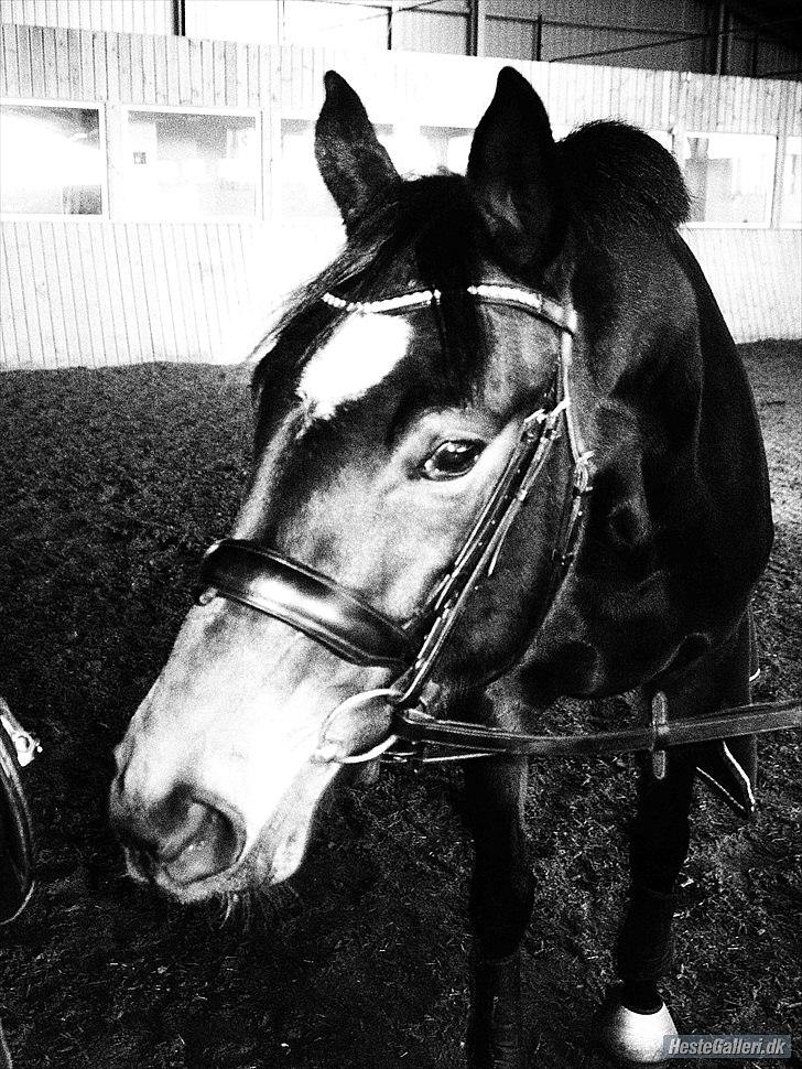 Trakehner Cleopatra billede 4