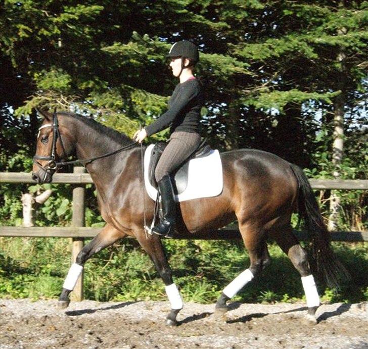 Trakehner Cleopatra - fra salgsann. billede 5