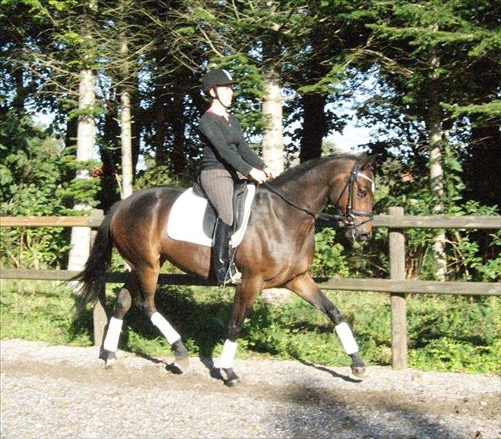 Trakehner Cleopatra - fra salgsann. billede 6