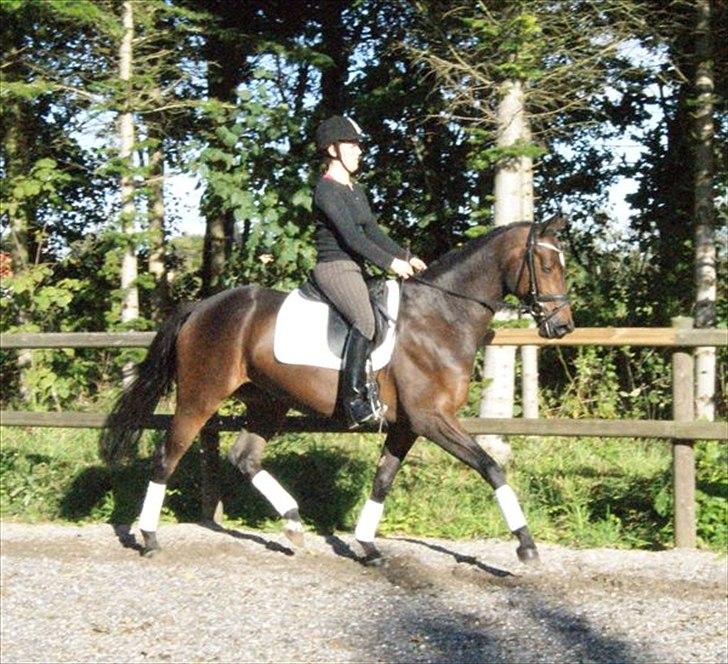 Trakehner Cleopatra - fra salgsann. billede 7