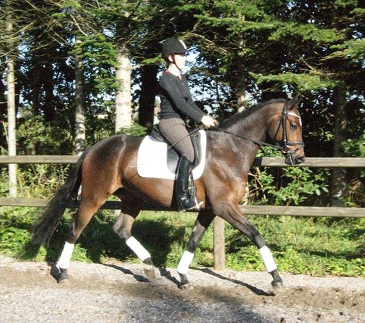 Trakehner Cleopatra - fra salgsann billede 8