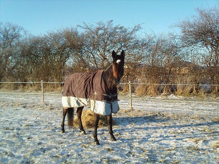 Trakehner Cleopatra billede 9