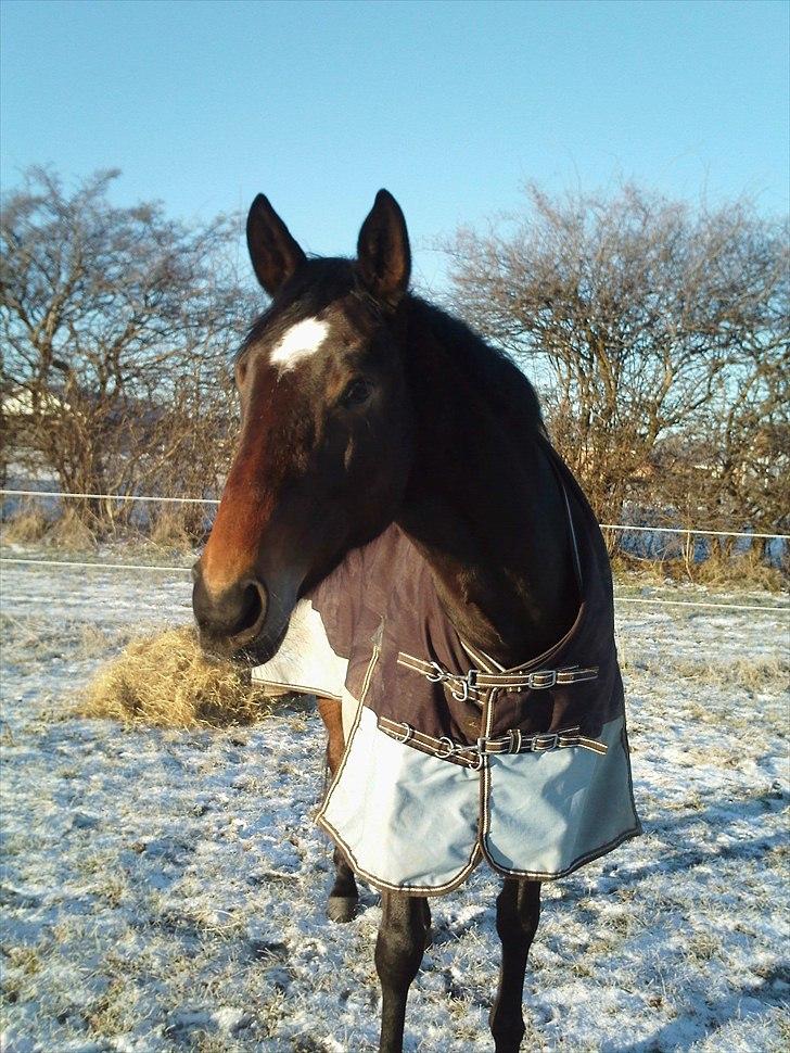 Trakehner Cleopatra billede 10