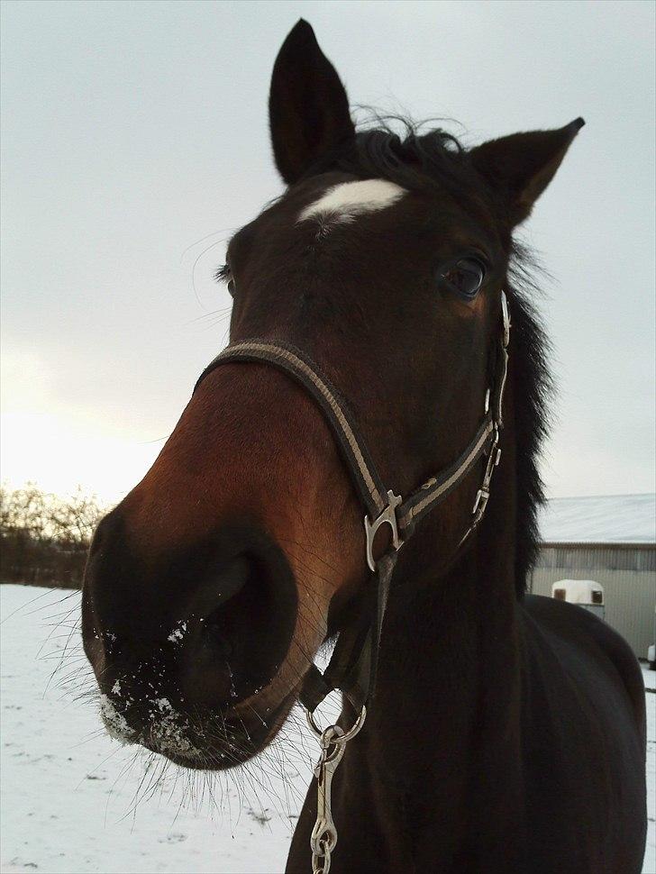 Trakehner Cleopatra billede 11