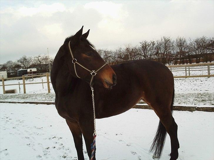 Trakehner Cleopatra billede 12