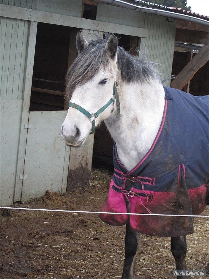 Anden særlig race Mandy Solgt i; - foto= Cecile billede 7