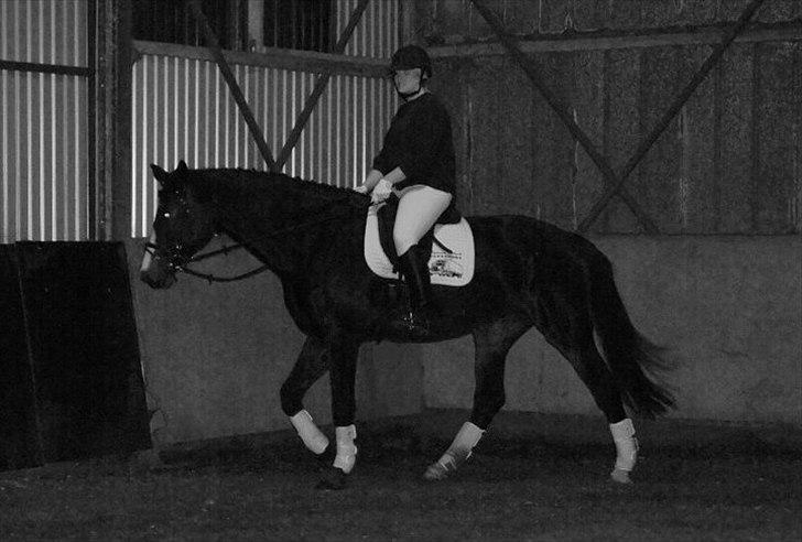 Holstener Loutiana B. [RIP] billede 16