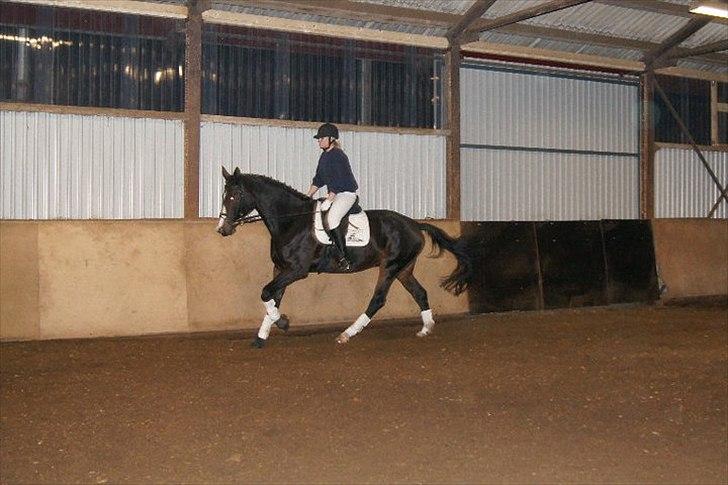 Holstener Loutiana B. [RIP] billede 17