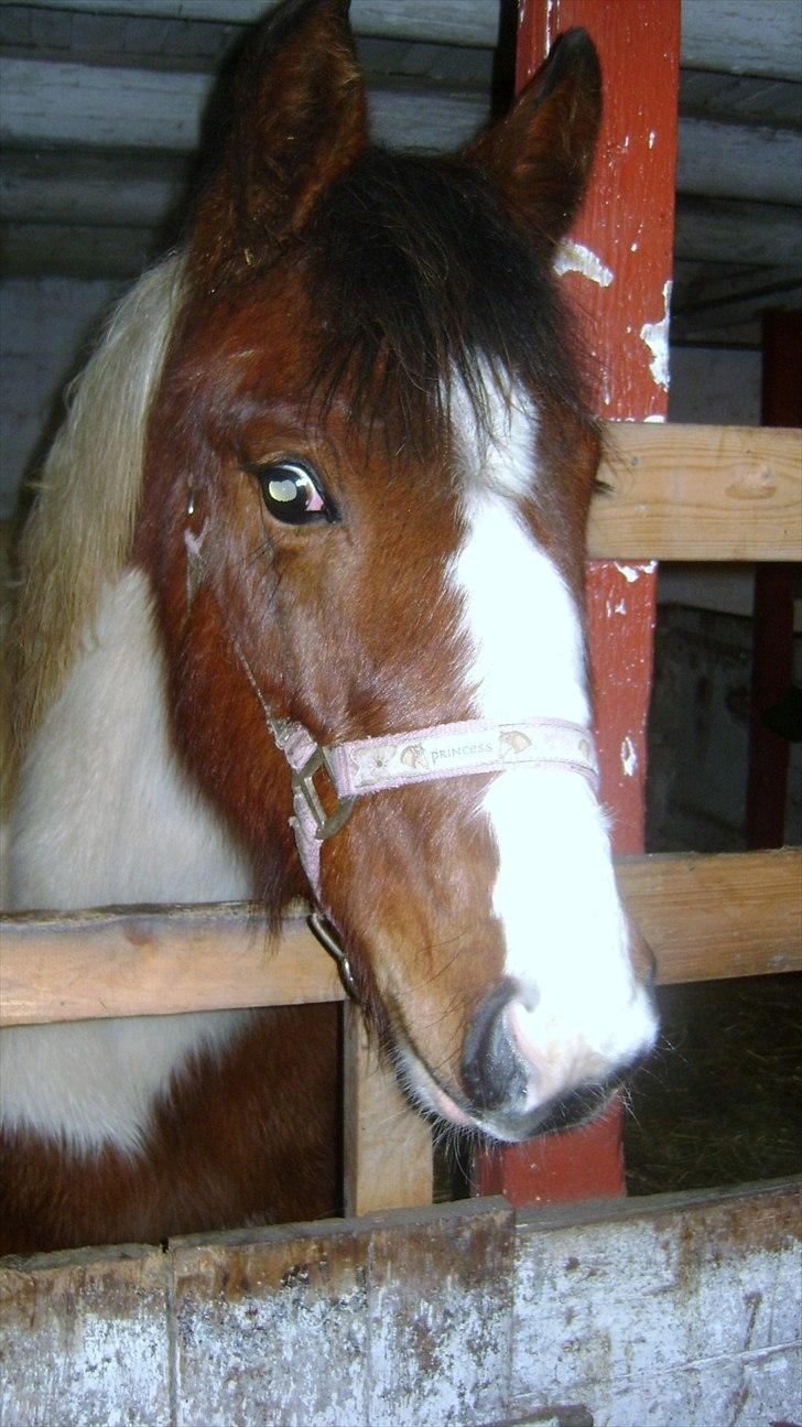 Pinto Laguna Pinto Princess(solgt) billede 16