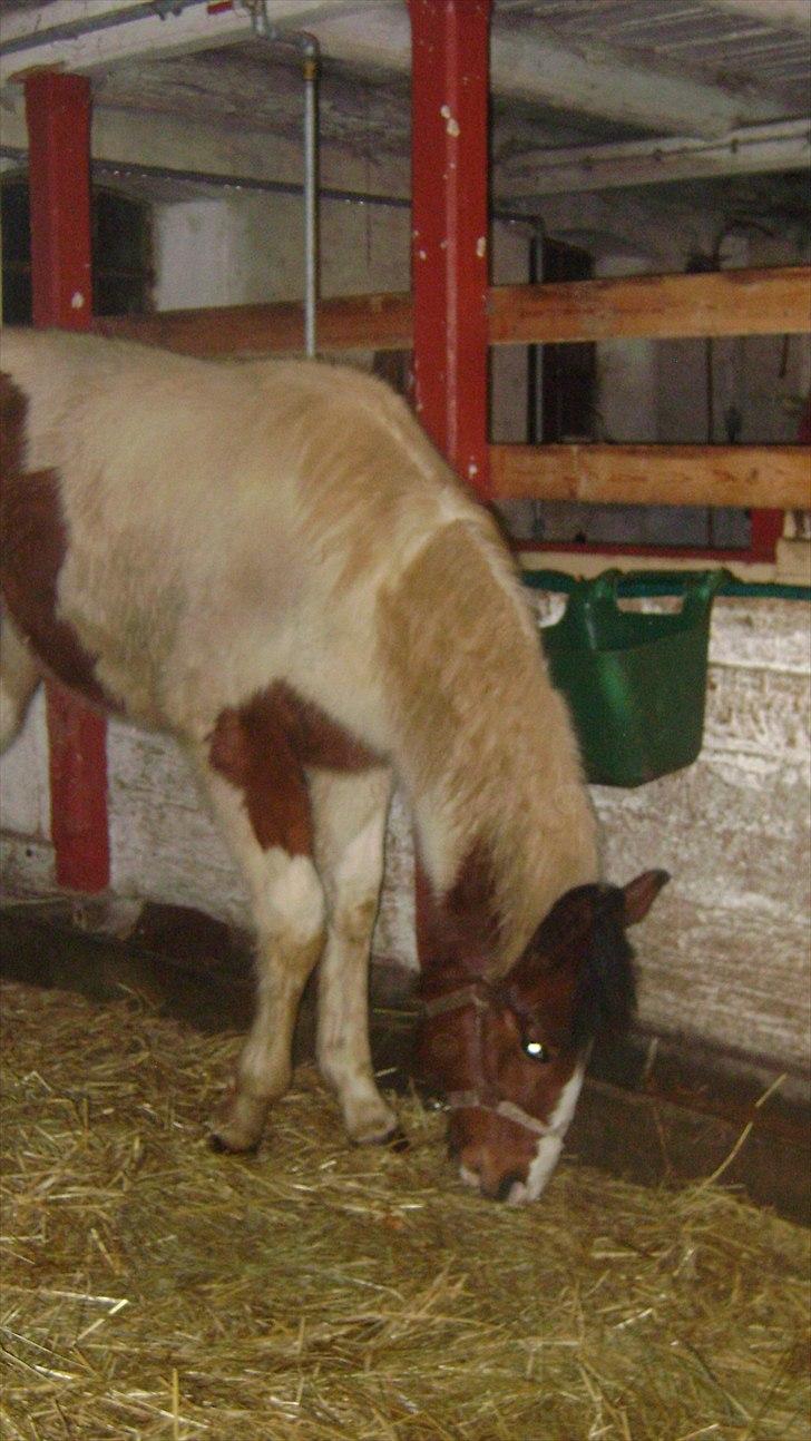 Pinto Laguna Pinto Princess(solgt) billede 17