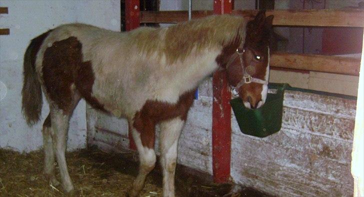 Pinto Laguna Pinto Princess(solgt) billede 18