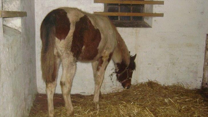 Pinto Laguna Pinto Princess(solgt) billede 19