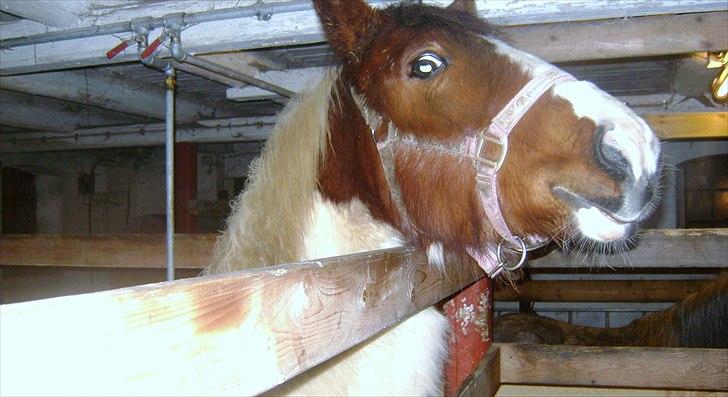 Pinto Laguna Pinto Princess(solgt) billede 20