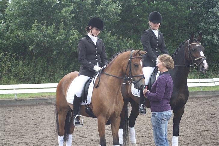 Welsh Pony (sec B) Sir Jackson billede 7