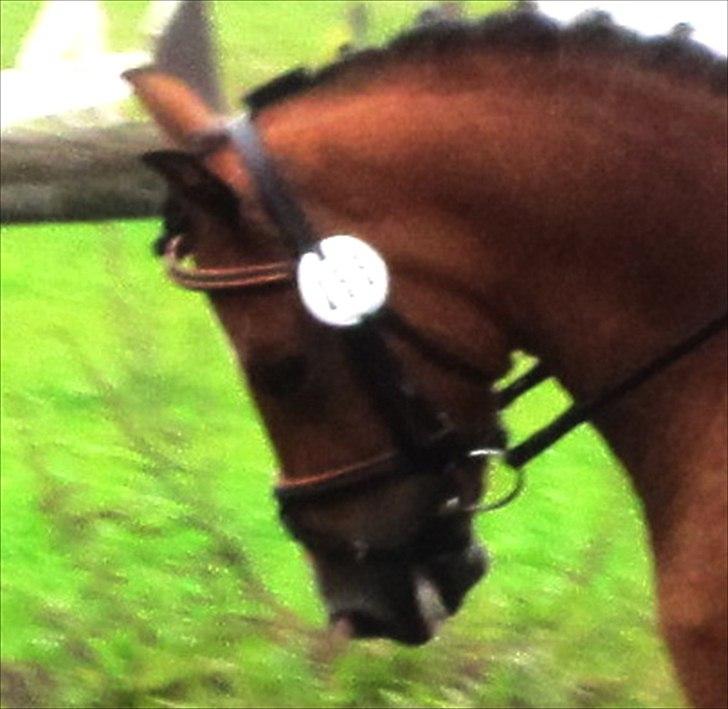 Welsh Pony (sec B) Sir Jackson billede 10