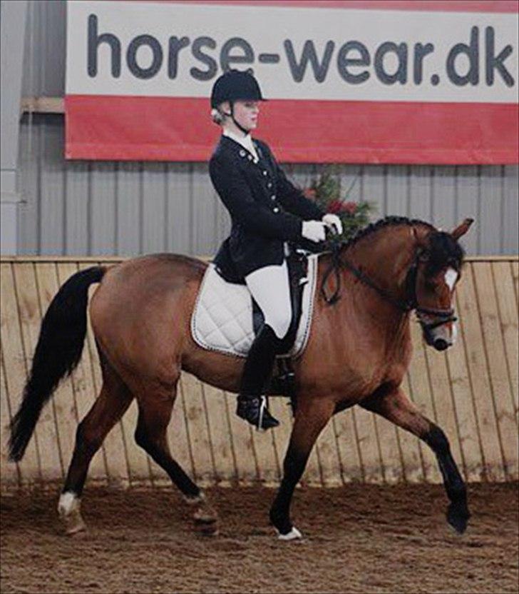 Welsh Pony (sec B) Sir Jackson billede 11