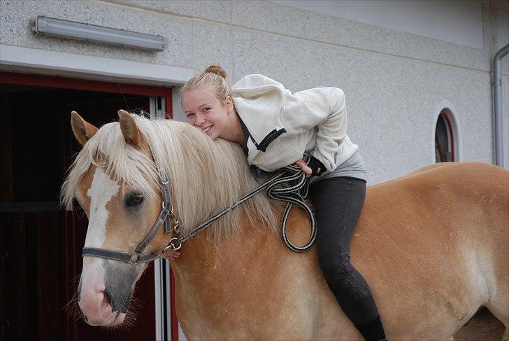 Haflinger Nico (gl. lånepony) - Fantastiske pony <3 elsker hans udtryk! billede 1