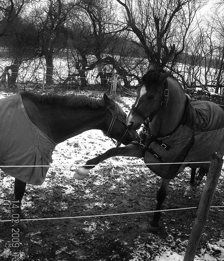 Welsh Pony (sec B) Sir Jackson billede 12