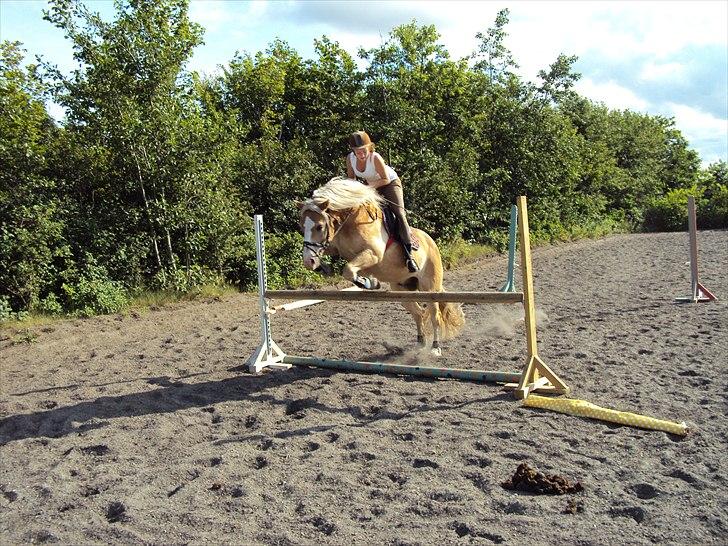 Haflinger Nico (gl. lånepony) - Vi springer kort til efter vi er flyttet til nordjylland :D billede 2