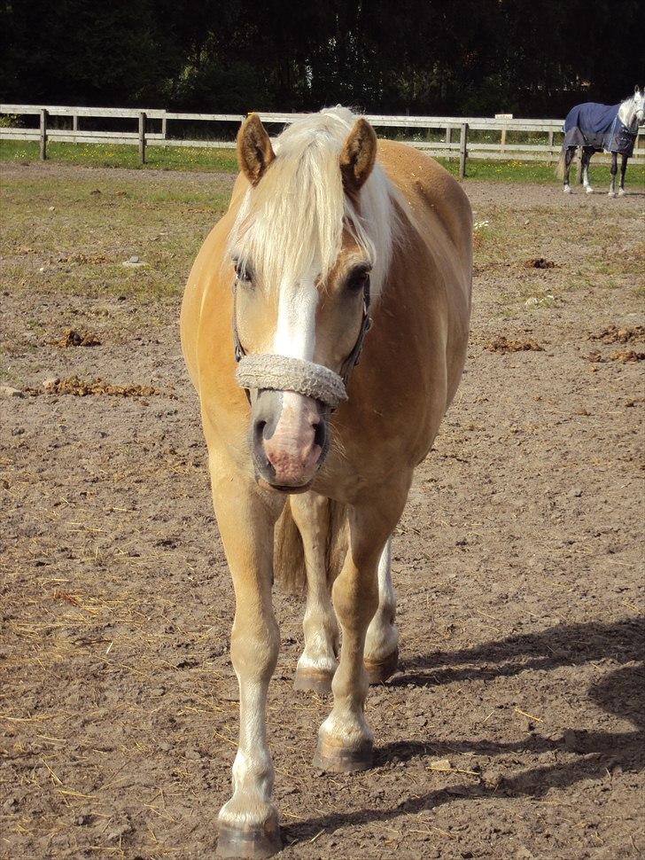 Haflinger Nico (gl. lånepony) billede 3