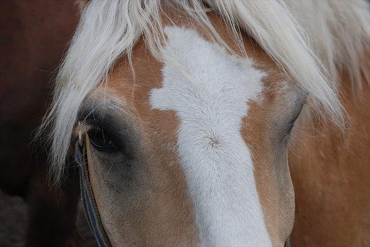 Haflinger Nico (gl. lånepony) - Hans skønne hoved! billede 5