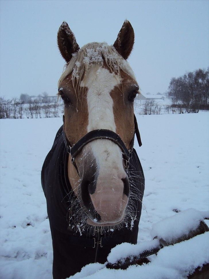 Haflinger Nico (gl. lånepony) billede 6