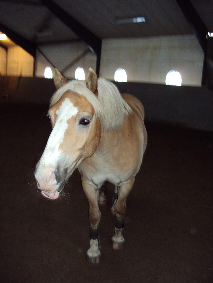 Haflinger Nico (gl. lånepony) - Skøre! <3 billede 7