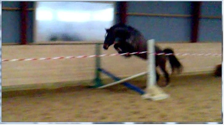 Dansk Varmblod Hodja - 3. gang Hodja løsspringer. Glæder mig virkelig til hun skal indspringes! :-)   Undskyld den dårlige kvalitet, men det er et billede taget ud fra en video fra et mobilkamera billede 14