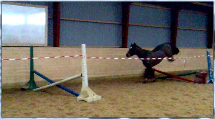 Dansk Varmblod Hodja - 3.gang den lille prinsesse løsspringer :-) billede 15