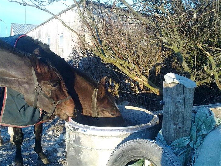 Dansk Varmblod Hodja billede 17