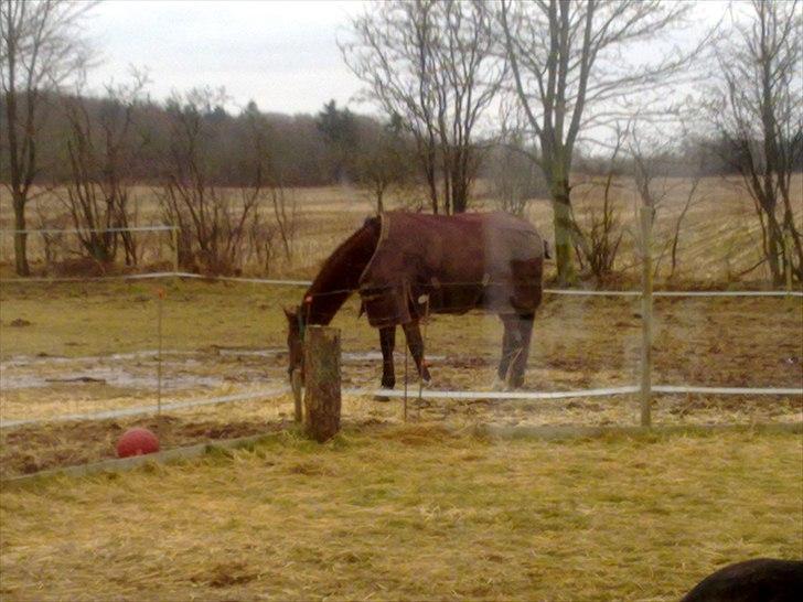 Dansk Varmblod Rusla Boesgaard billede 12